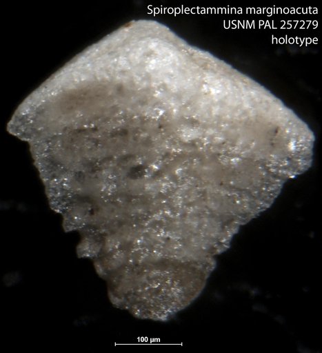 Spiroplectammina marginoacuta LeRoy, 1941