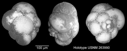Polyperibola christiani Liska, 1980