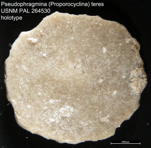 Pseudophragmina (Proporocyclina) teres Cole & Gravell, 1952