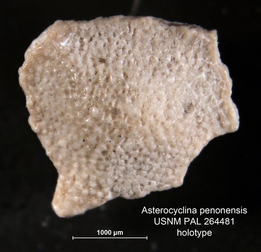 Asterocyclina penonensis Cole & Gravell, 1952