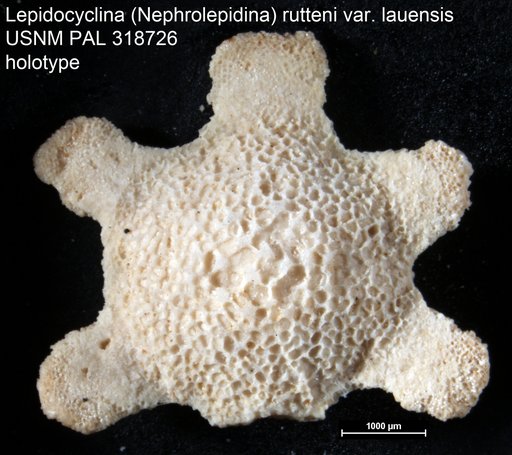Lepidocyclina (Nephrolepidina) rutteni var. lauensis Cole, 1945