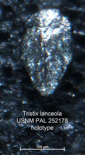 Tristix lanceola Sliter, 1980