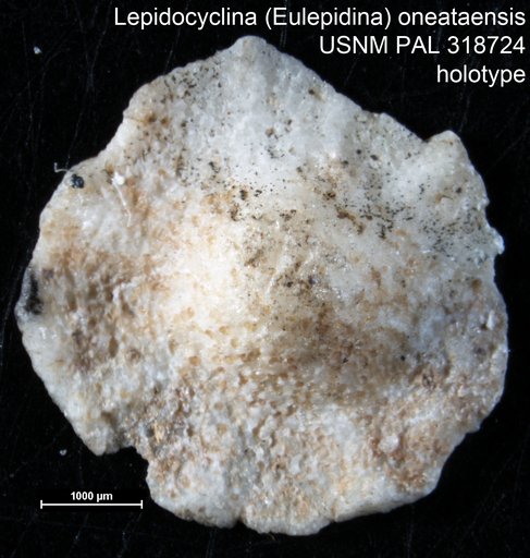 Lepidocyclina (Eulepidina) oneataensis Cole, 1945