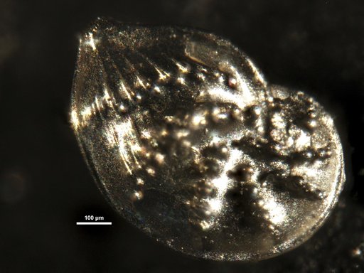Cribrolenticulina akersi Haman, 1978