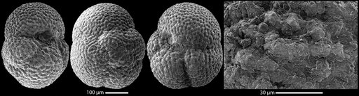Globoquadrina asanoi Maiya et al., 1976