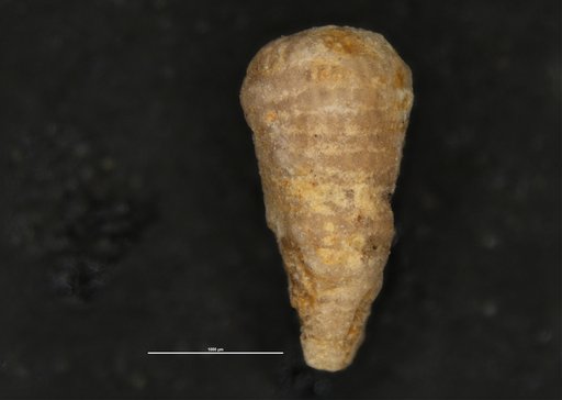 Coskinolinoides jamaicensis Cole, 1956