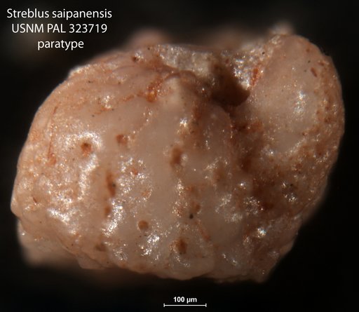 Streblus saipanensis Cole, 1953