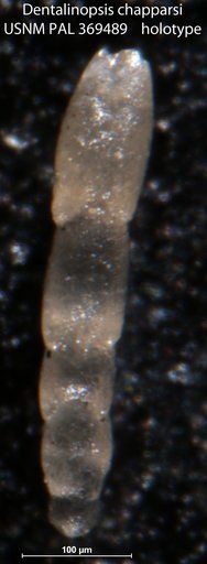 Dentalinopsis chapparsi Tappan Loeblich, 1943