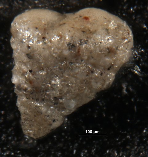 Textularia secasensis Lalicker & McCulloch, 1940
