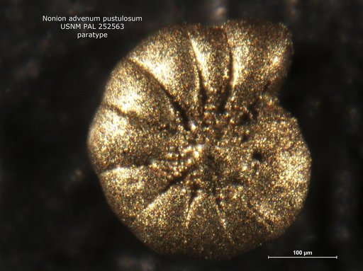 Nonion advenum pustulosum Gibson, 1983