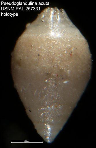 Pseudoglandulina acuta LeRoy, 1941