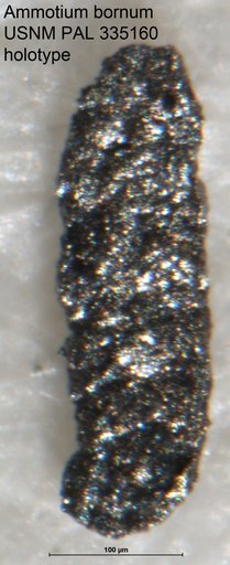 Ammotium bornum Petters, 1982