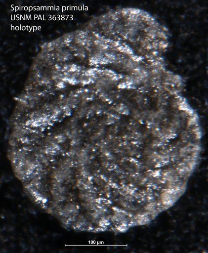 Spiropsammia primula Seiglie & Baker, 1984