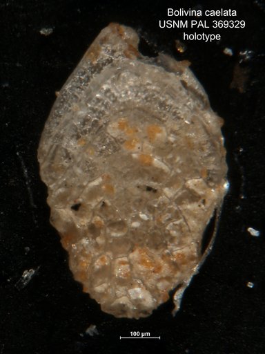 Bolivina caelata Cushman, 1923