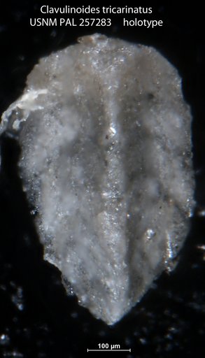 Clavulinoides tricarinatus Leroy, 1941