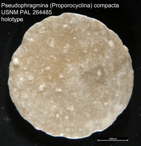 Pseudophragmina (Proporocyclina) compacta Cole & Gravell, 1952