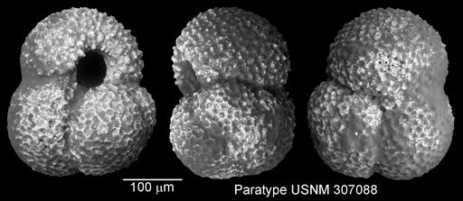 Globigerinoides parawoodi Keller, 1981