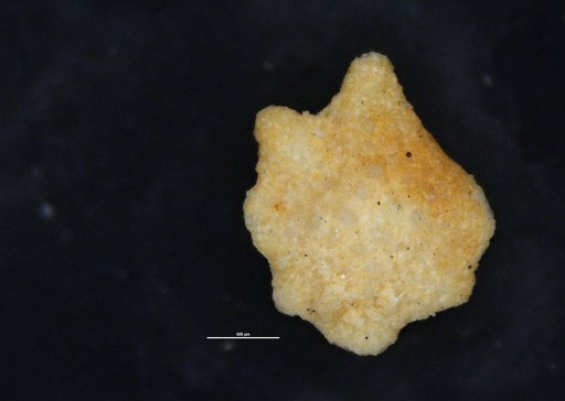 Asterocyclina elongaticamera Cole, 1959