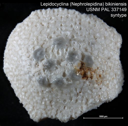 Lepidocyclina (Nephrolepidina) bikiniensis Cole, 1954