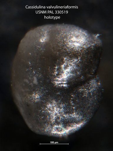 Cassidulina valvulineriaformis Arnal, 1984