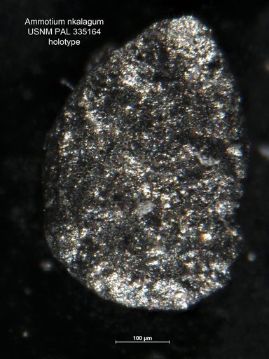 Ammotium nkalagum Petters, 1982