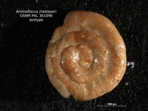Ammodiscus mestayeri Cushman, 1919