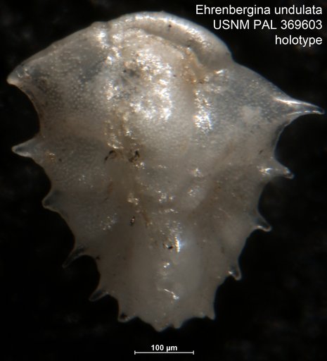 Ehrenbergina undulata Parker, 1953