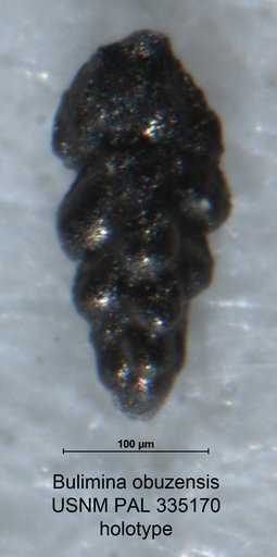 Bulimina obuzensis Petters, 1982