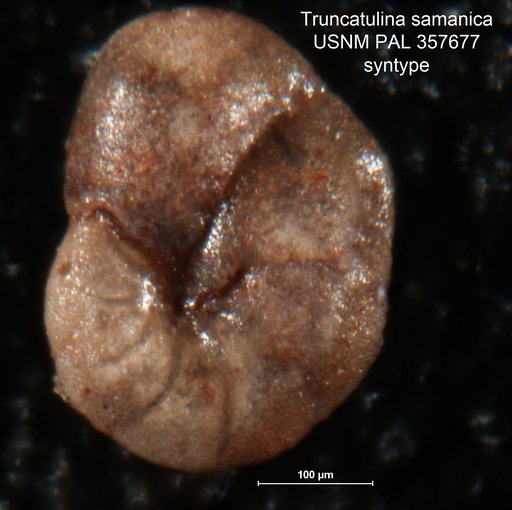 Truncatulina samanica Berry, 1828