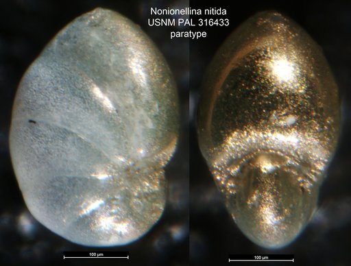 Nonionellina nitida (Cushman, 1947)