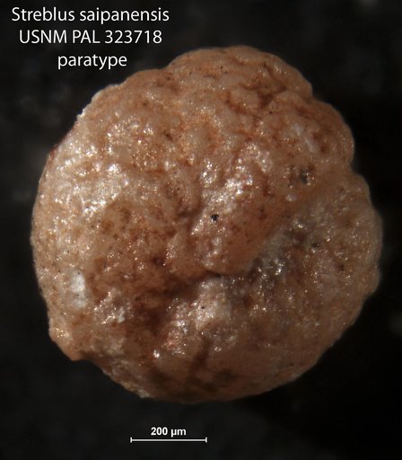 Streblus saipanensis Cole, 1953