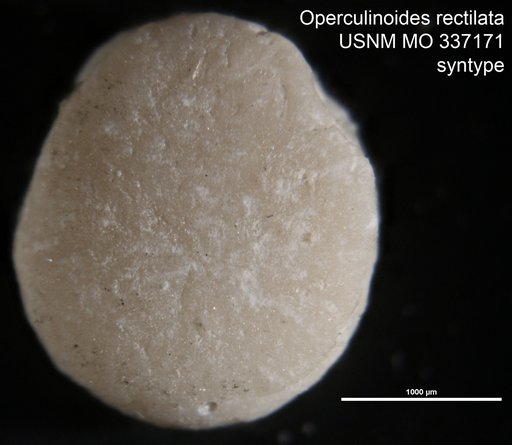 Operculinoides rectilata Cole, 1954