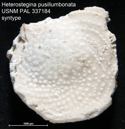 Heterostegina pusillumbonata Cole, 1954