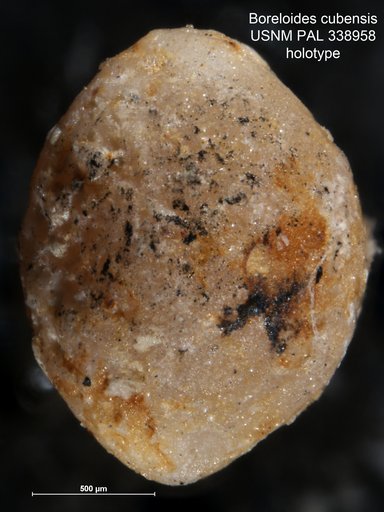 Boreloides cubensis Cole & Bermúdez, 1947