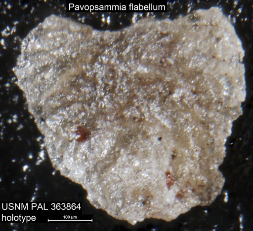 Pavopsammia flabellum Seiglie & Baker, 1984