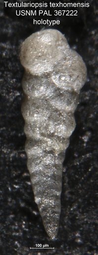 Textulariopsis texhomensis Loeblich & Tappan, 1982