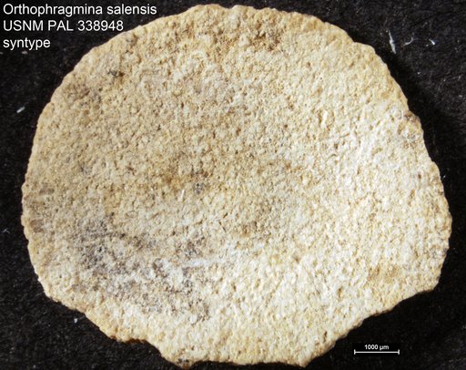 Orthophragmina salensis Berry, 1929