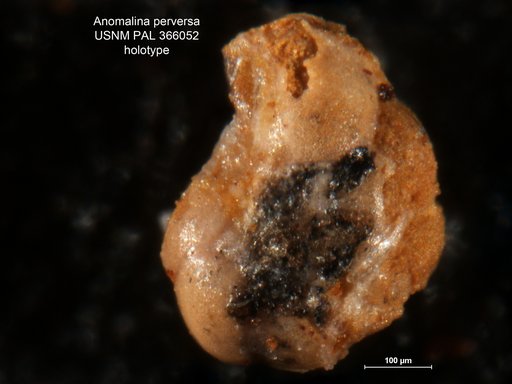 Anomalina perversa Berry, 1928