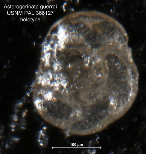 Asterigerinata guerrai Bermudez, 1952