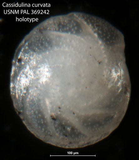 Cassidulina curvata Phleger & Parker, 1951