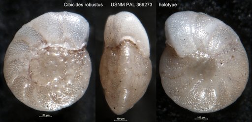 Cibicides robustus Phleger & Parker, 1951