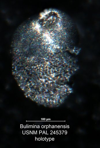 Bulimina orphanensis Berggren & Aubert, 1976