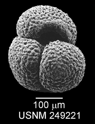 Globigerinoides kennetti Keller & Poore, 1980