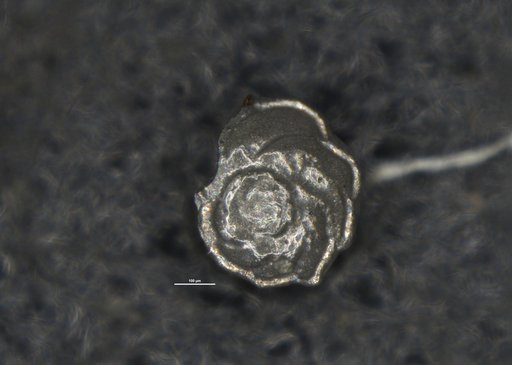 Concavella bandyi Arnal, 1984