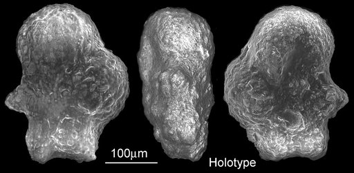 Rugoglobigerina (Plummerella) hantkeninoides var. inflata Brönnimann, 1952
