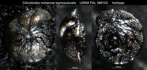 Cibicidoides mckannai sigmosuturalis Bergen in Bergen et al., 1986