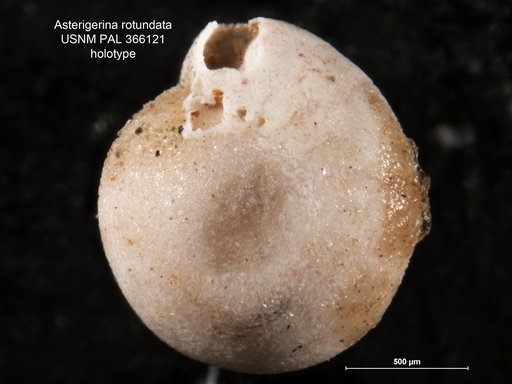 Asterigerina rotundata Cushman, 1919