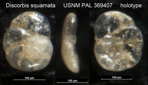 Discorbis squamata Parker, 1952