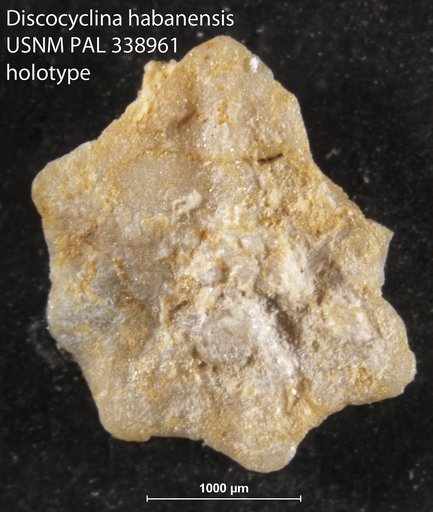 Discocyclina (Asterocyclina) habanensis Cole & Bermúdez, 1947