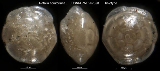 Rotalia equatoriana Leroy, 1941